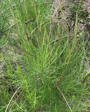 Tamarix