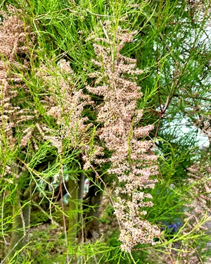 Tamarix tetranda