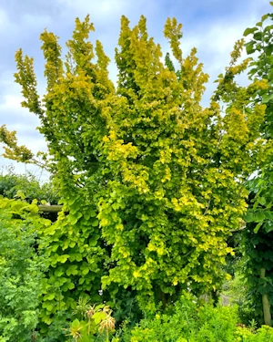 Ulmus hollandica wredei
