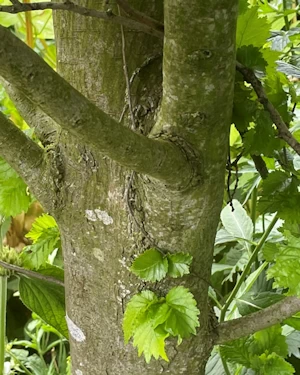 Ulmus hollandica wredei