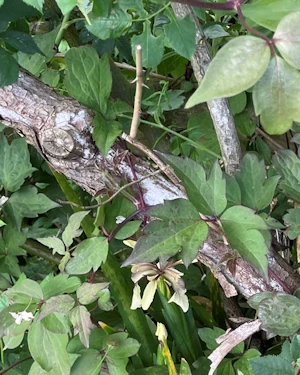 Wisteria floribunda kuchi beni