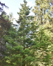 Abies balsamea