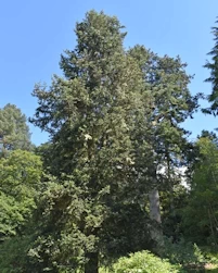 Abies cephalonica