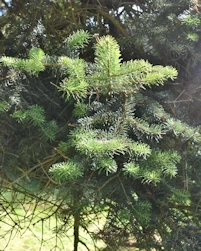 Abies cephalonica