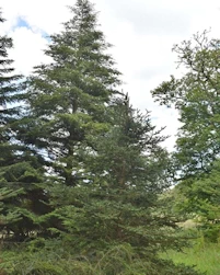 Amur maple