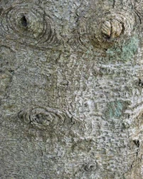 Acer macrophyllum