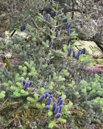 Abies koreana