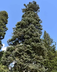 Abies procera