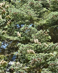 Abies procera