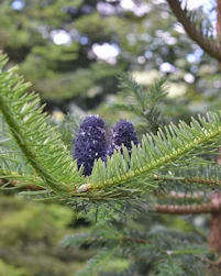 Abiew ecurvata ernestii