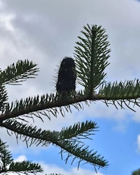 Abiew recurvata ernestii