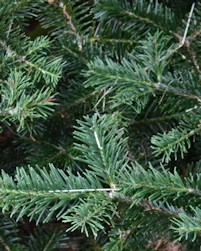 Abies recurvata ernestii