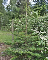 Abies squamata