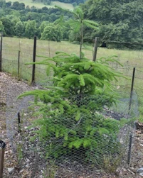 Abies veitchii