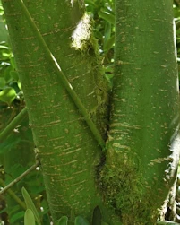 Acer circinatum