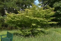 Acer cissifolium