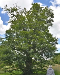 Sycamore