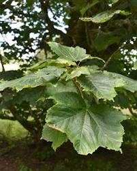 Acer pseudoplatanus