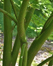 Acer rufinerve