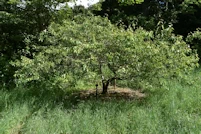 Acer tataricum ginnala