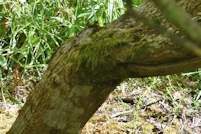 Acer tataricum ginnala