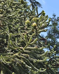 Araucaria araucana
