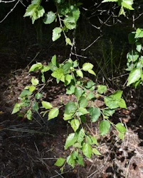 Betula dahurica