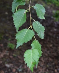 Betula ermanii
