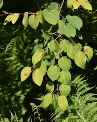 Cercidiphyllum japonicum