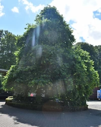 Corylus Colurna