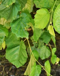 Corylus Colurna