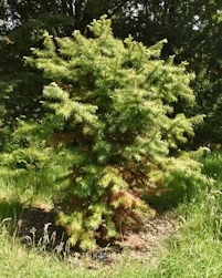Cunninghamia konishii