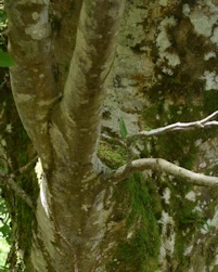 Fagus sylvatica