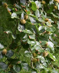 Fagus sylvatica