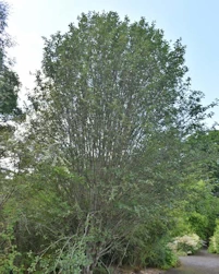 Hedlundia pseudofennica