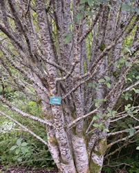 Arran service tree