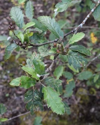 Arran service tree