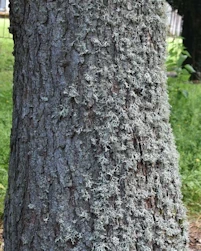 Larix principis rupprechtii