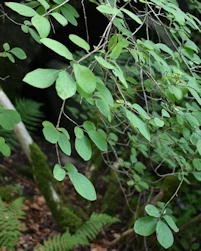 Lonicera xylosteum