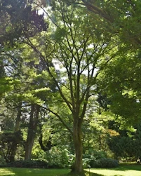 Phellodendron chinense