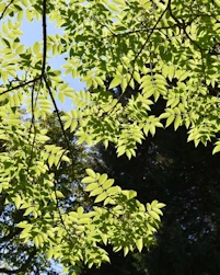 Phellodendron chinense