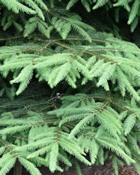 Picea abies