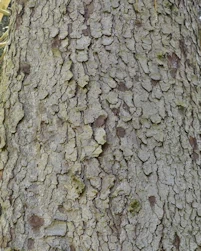 Picea breweriana
