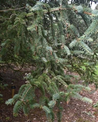 Picea crassifolia