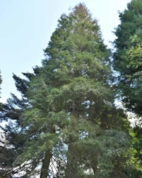 Picea engelmannii