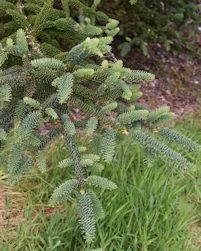 Picea schrenkiana