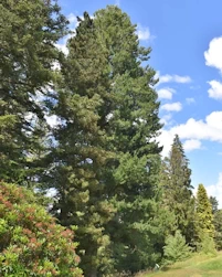 Pinus peuce