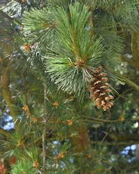 Pinus peuce