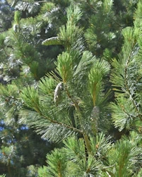 Pinus peuce