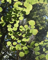 Populus tremula